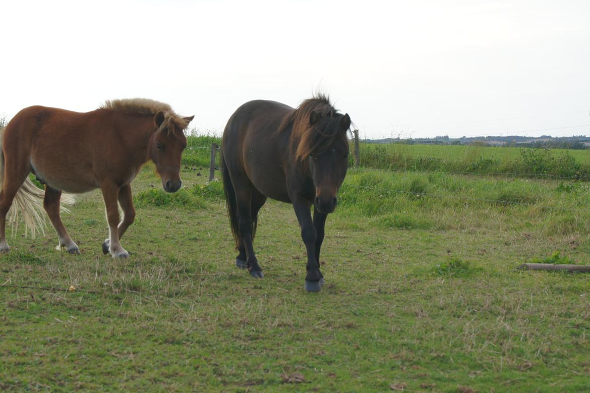 Shetlænder Anton billede 3