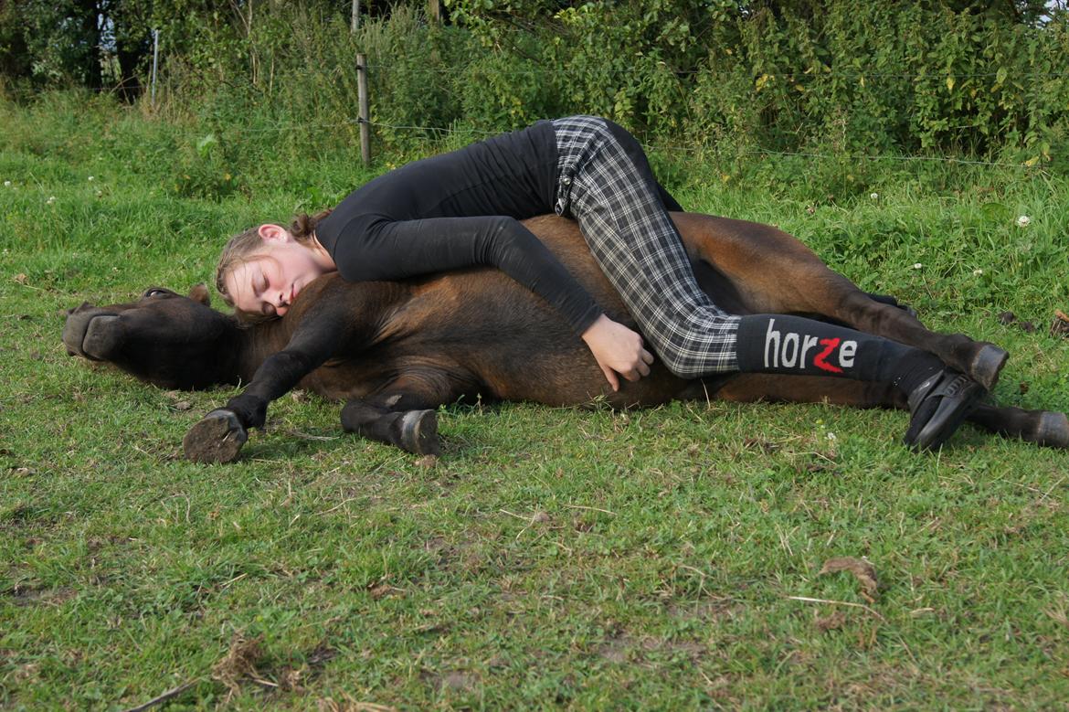 Shetlænder Anton billede 4