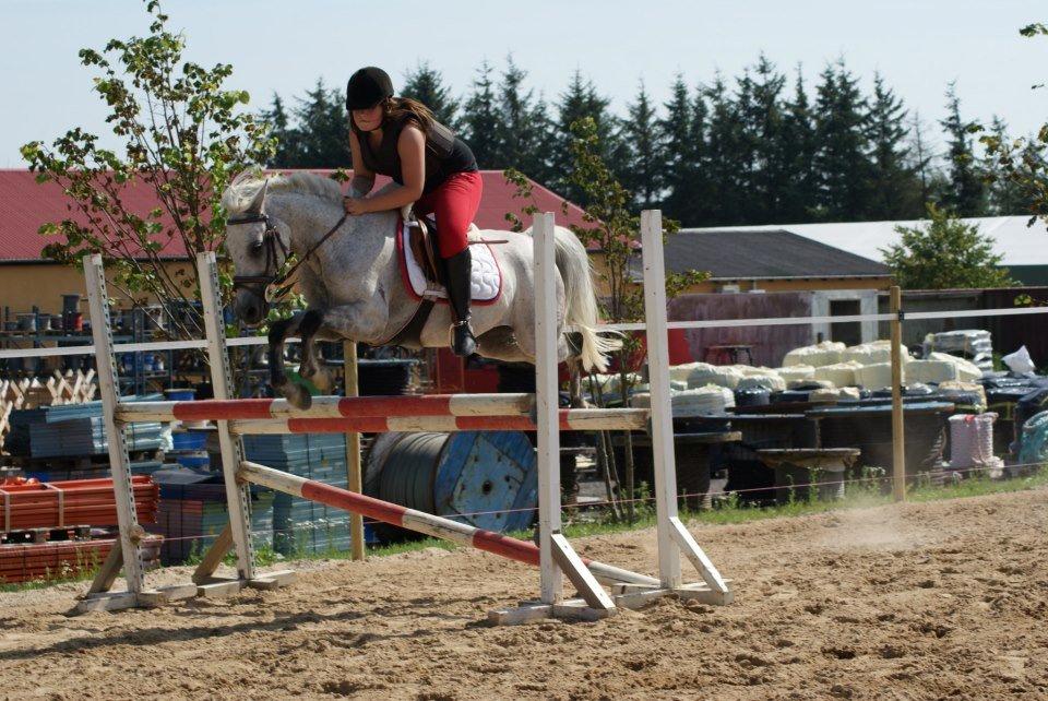 DSP Nordenhøjs Freja SOLGT billede 6