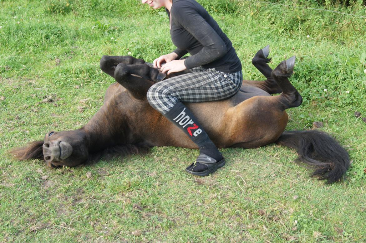 Shetlænder Anton billede 5