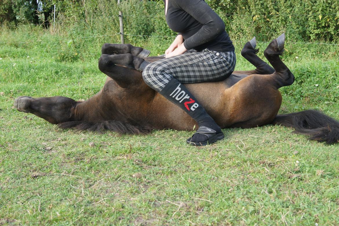 Shetlænder Anton billede 6