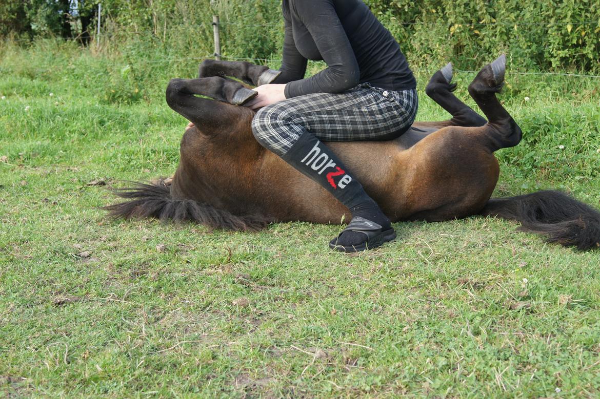 Shetlænder Anton billede 7