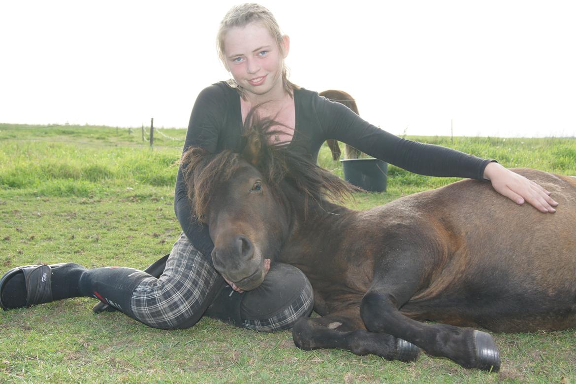 Shetlænder Anton billede 8