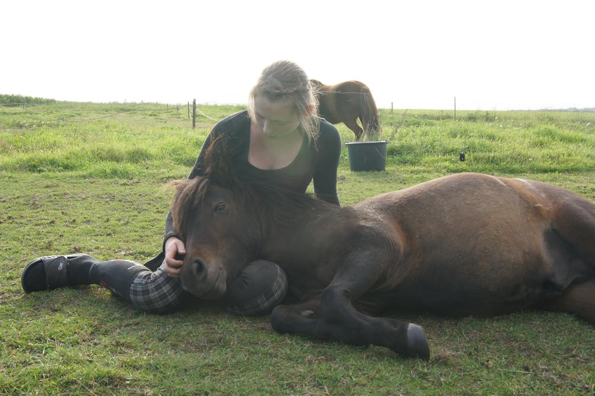 Shetlænder Anton billede 9