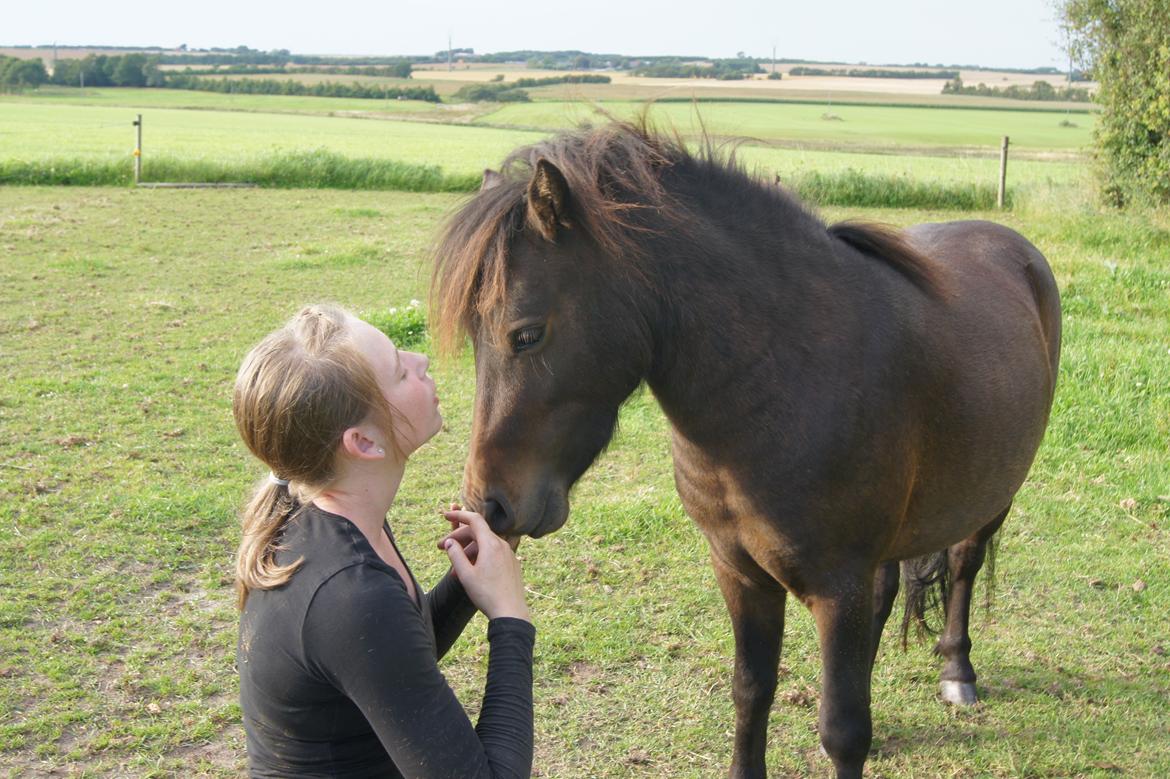 Shetlænder Anton billede 10