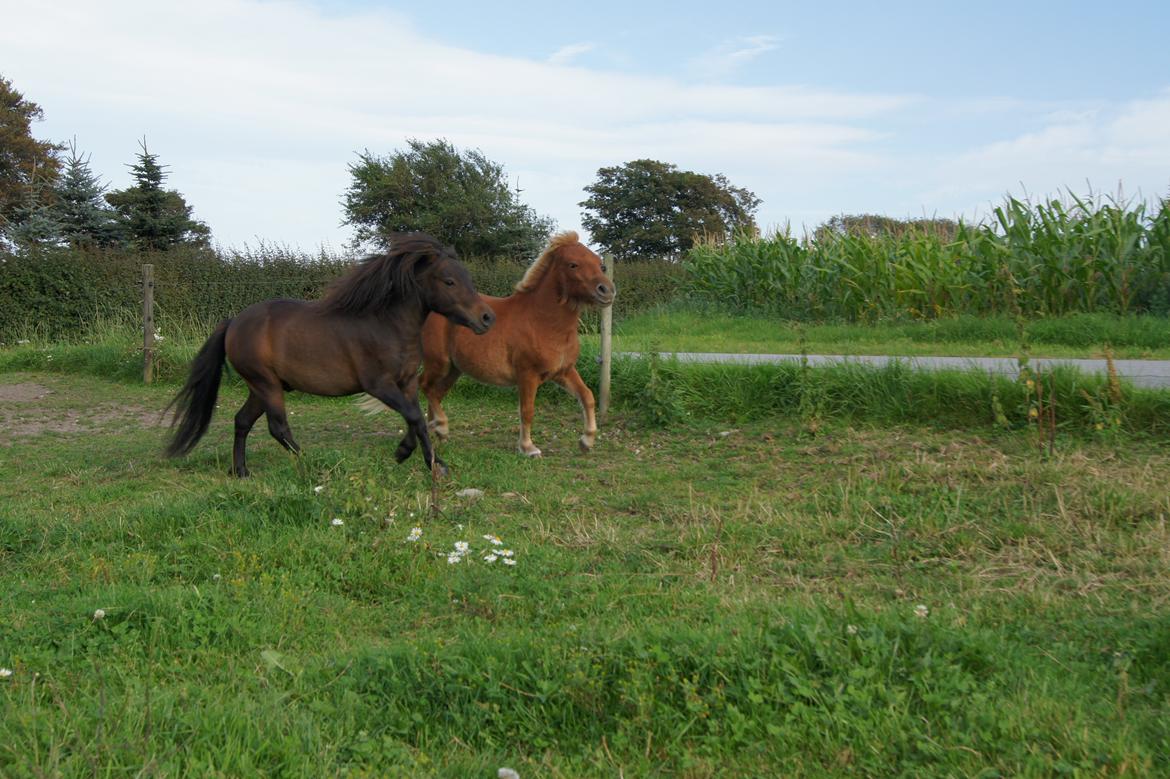 Shetlænder Anton billede 11