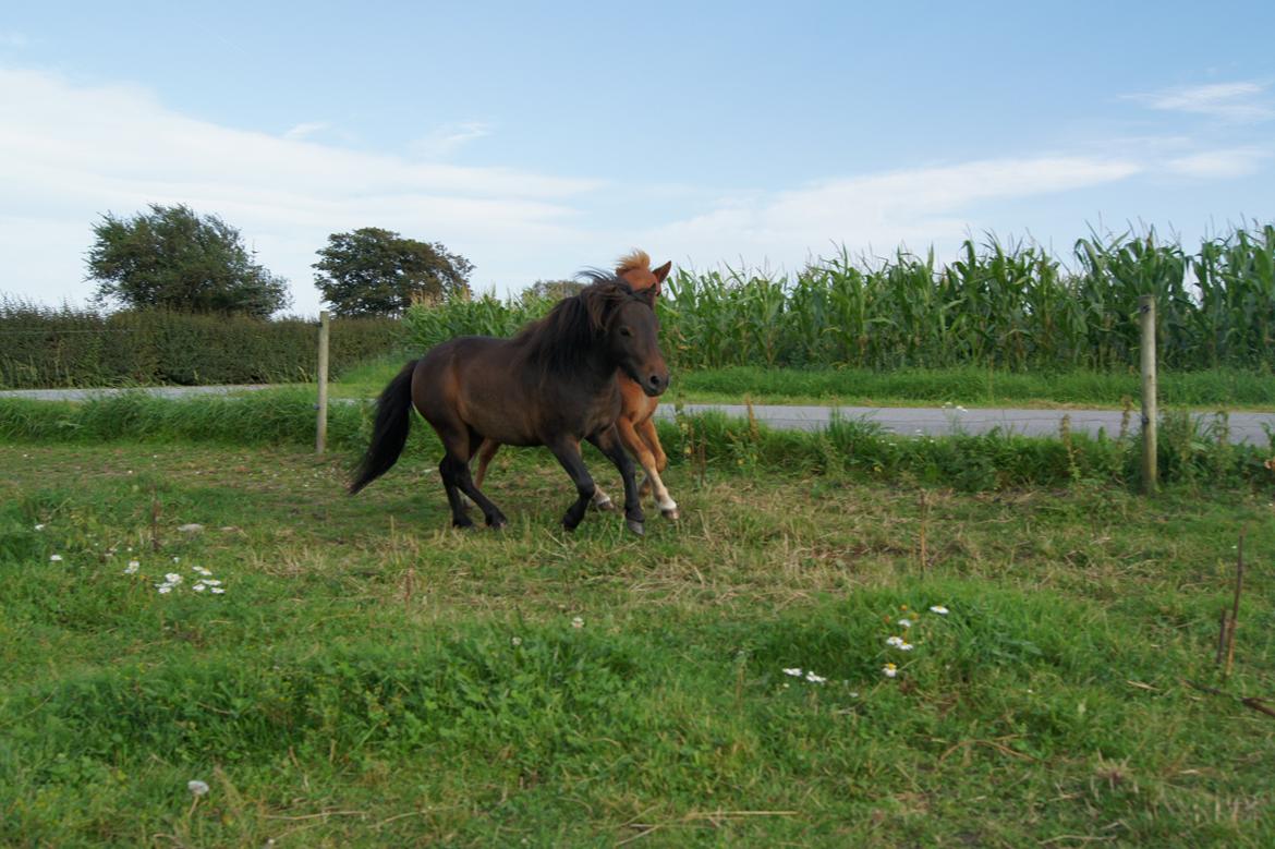 Shetlænder Anton billede 12