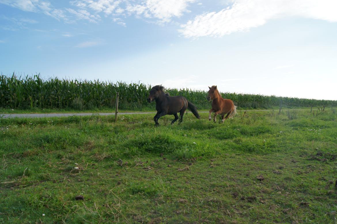 Shetlænder Anton billede 13