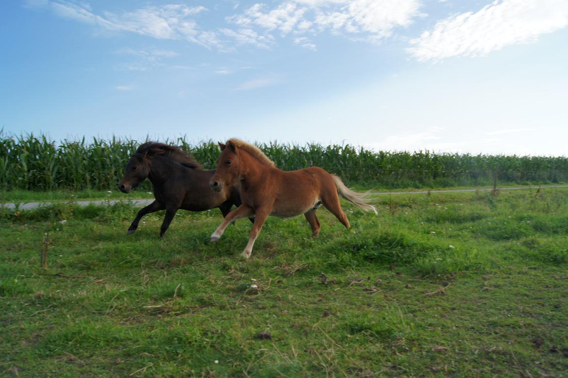 Shetlænder Anton billede 14