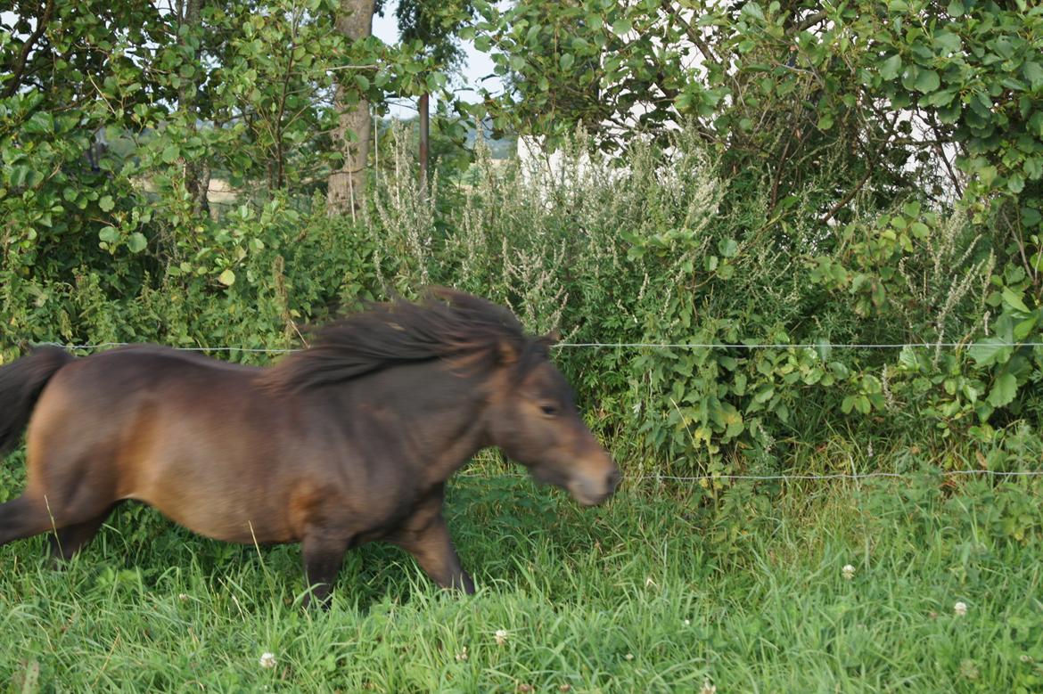 Shetlænder Anton billede 15