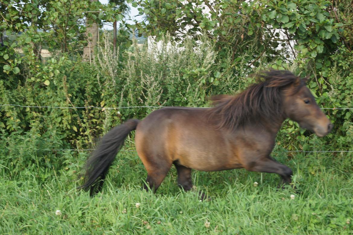 Shetlænder Anton billede 16