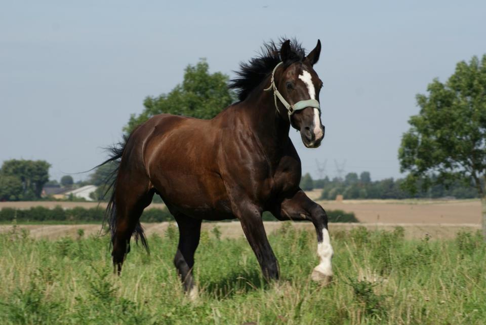 Anden særlig race SVALEGAARDEN ROLEX - Fine basse i sommers <3 Line photo billede 11