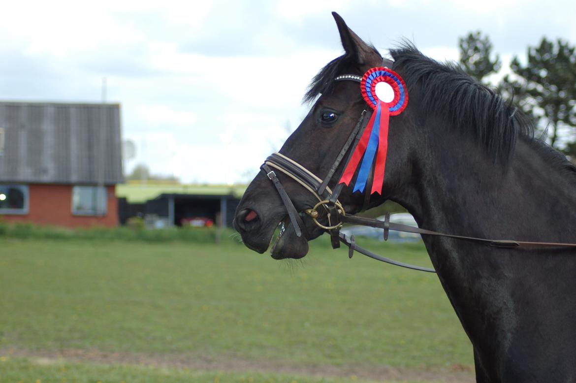 Holstener Bjerglund's Champ billede 14