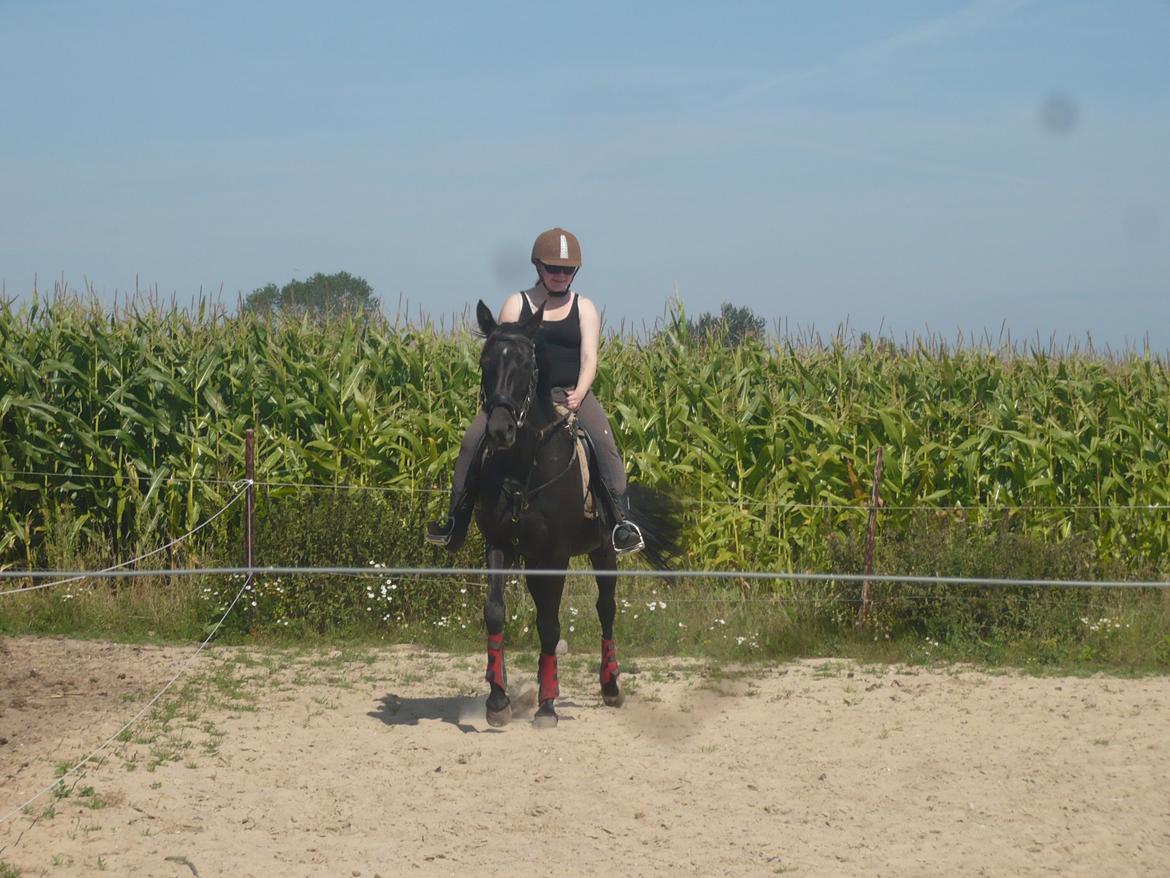 Tennessee Walker Zola billede 11