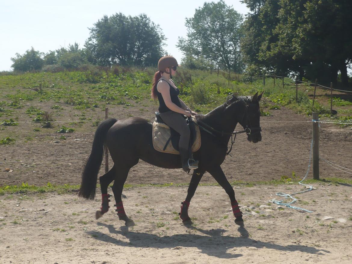 Tennessee Walker Zola billede 15