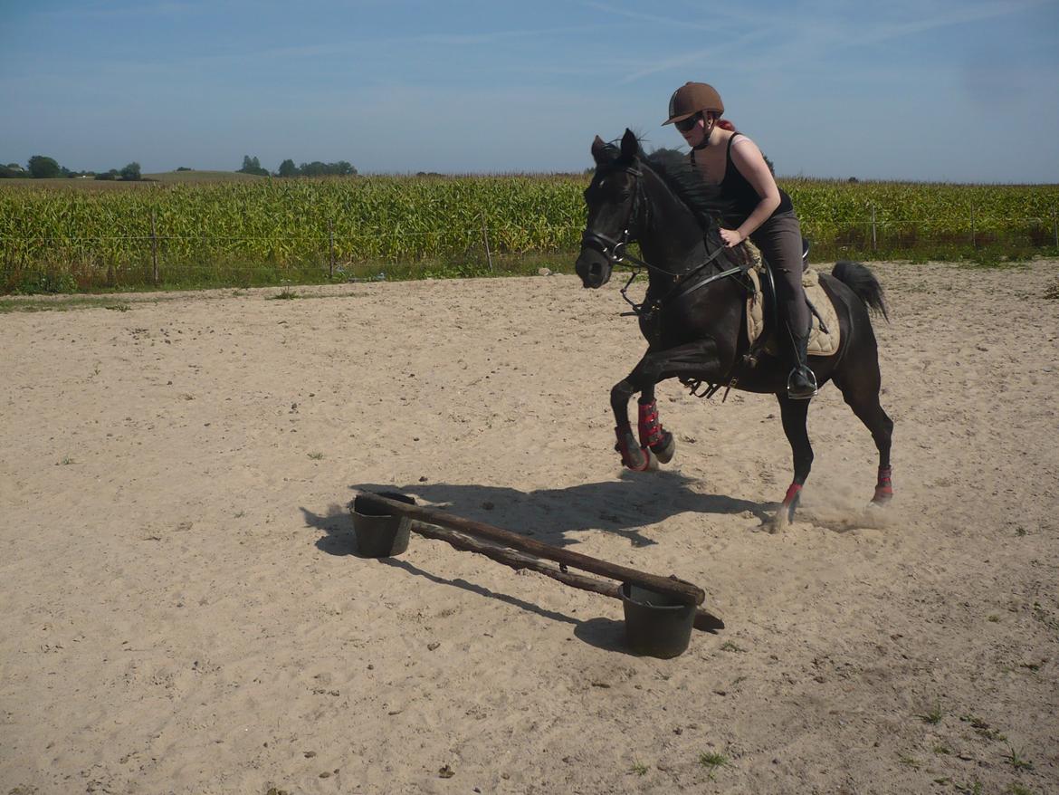 Tennessee Walker Zola billede 17