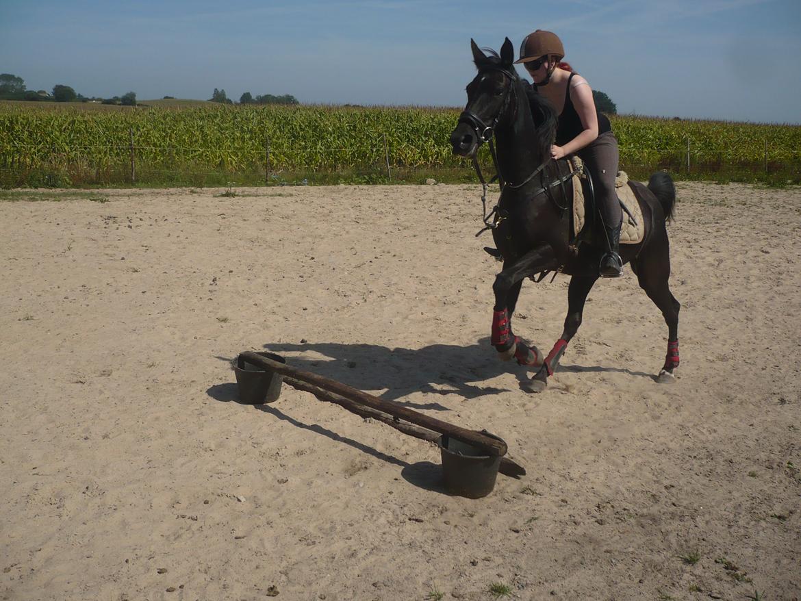 Tennessee Walker Zola billede 18