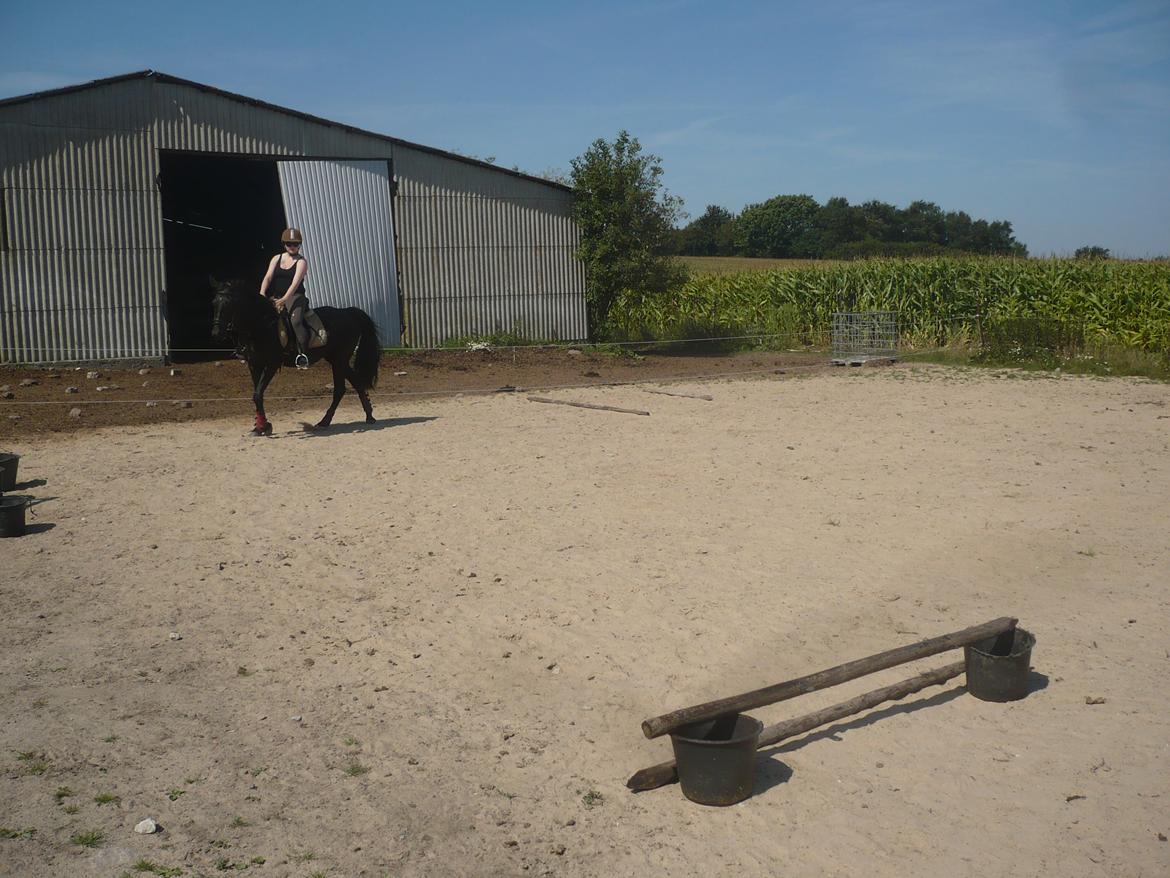 Tennessee Walker Zola billede 19