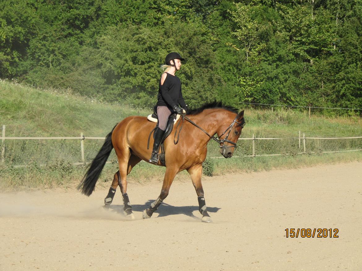 New Forest Sultan De Civry - <3 billede 1