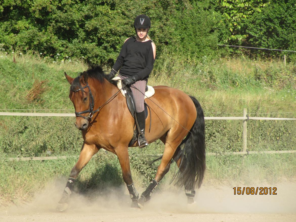 New Forest Sultan De Civry - <3 billede 8