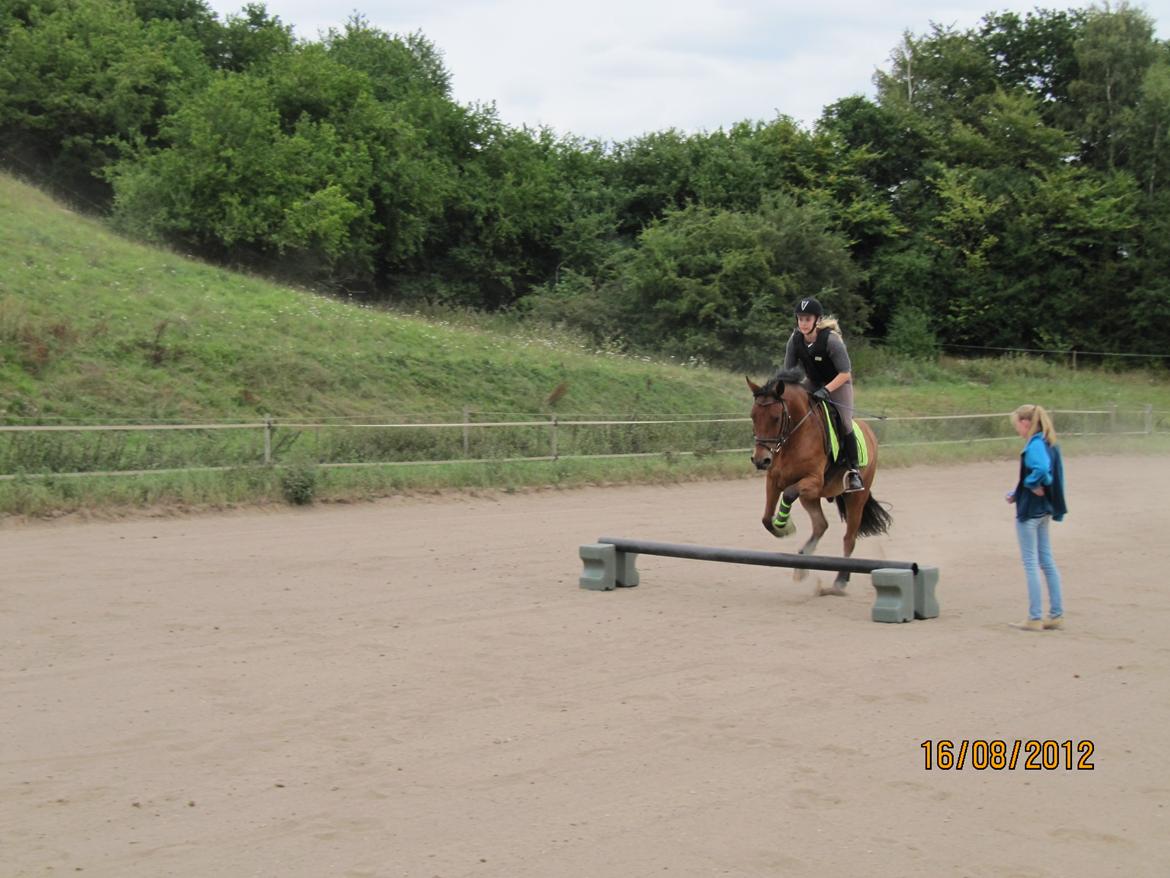 New Forest Sultan De Civry - første gang jeg springer ham =) billede 11