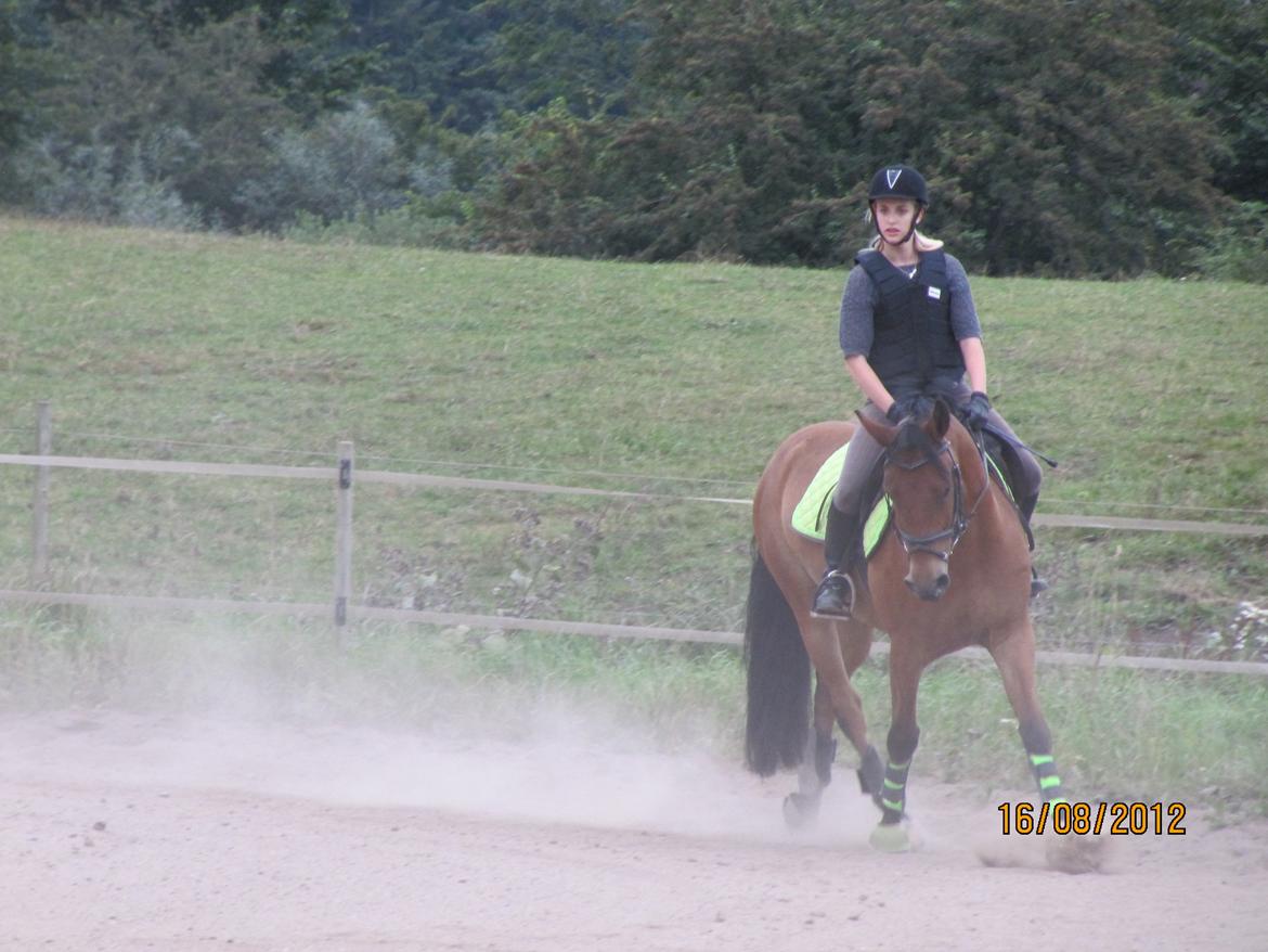 New Forest Sultan De Civry - Når jeg er sammen med dig smelter mit hjerte! <3 billede 14