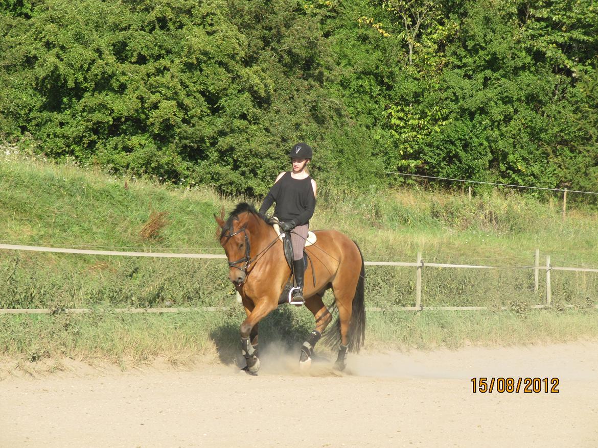 New Forest Sultan De Civry - Du er MIN stjerne! <3 billede 15