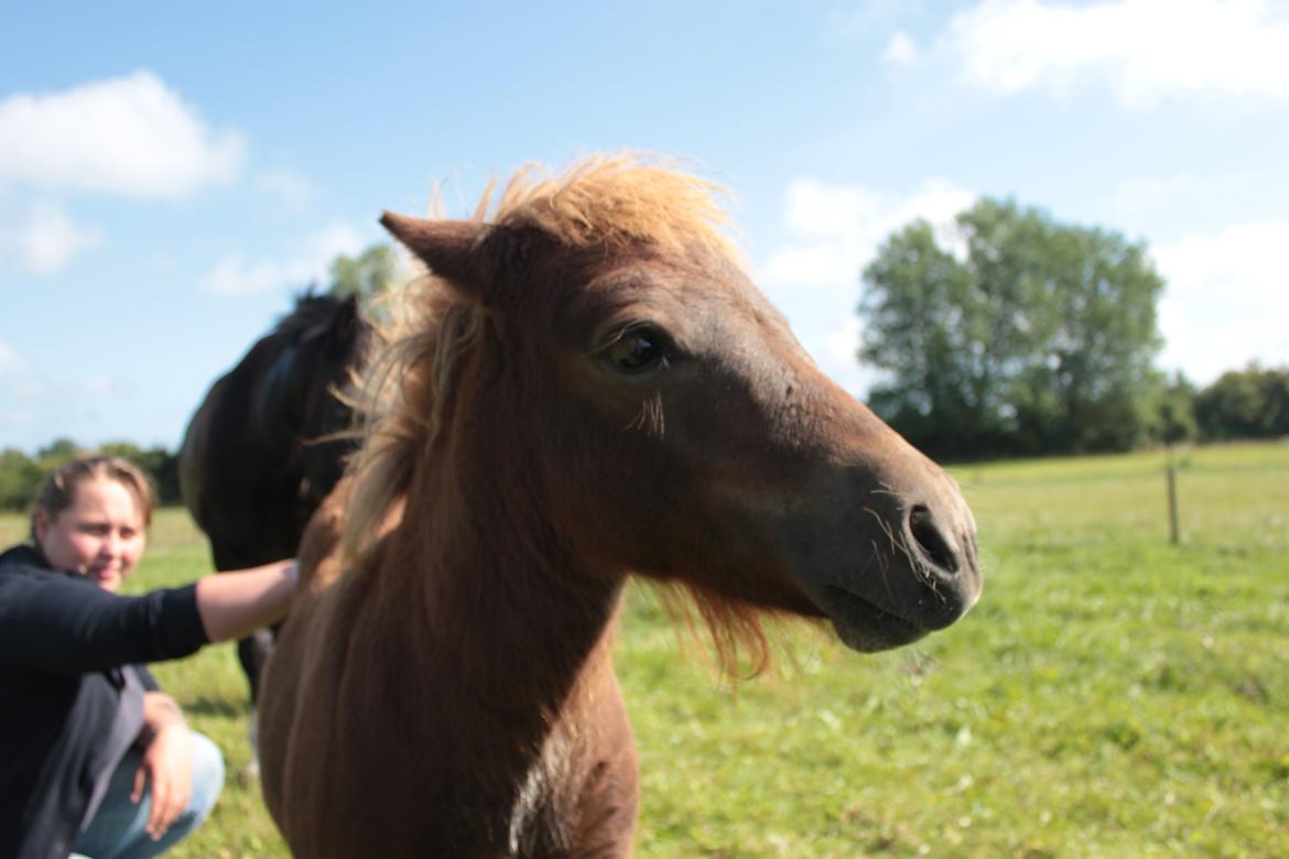 Shetlænder Grubbes Maisie - Åh lige på måsen billede 11