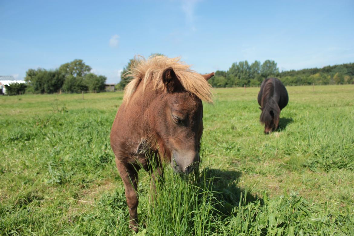 Shetlænder Grubbes Maisie - Sniger sig ind på fotografen billede 7