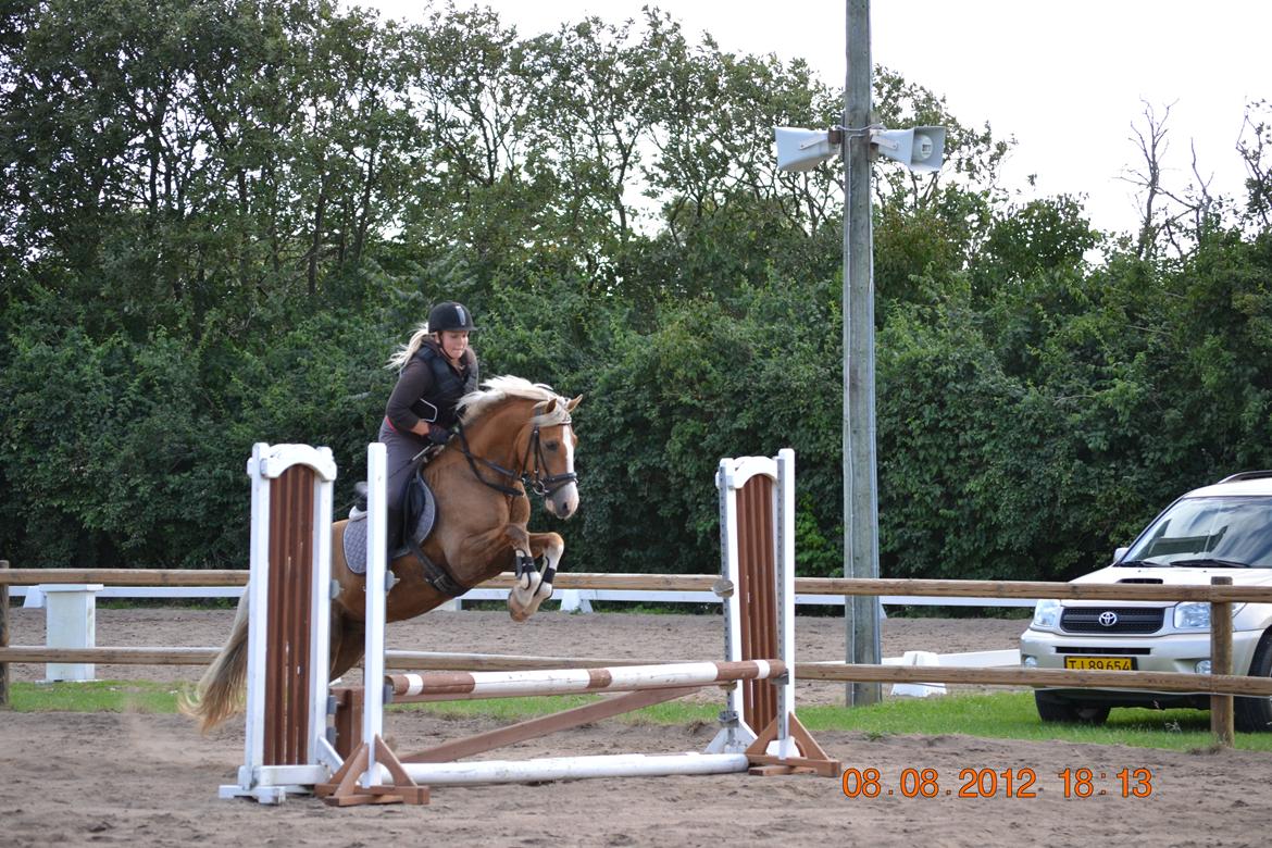 Welsh Cob (sec D) Shaitan - Til springundervisning d.8/8 - 2012 billede 18