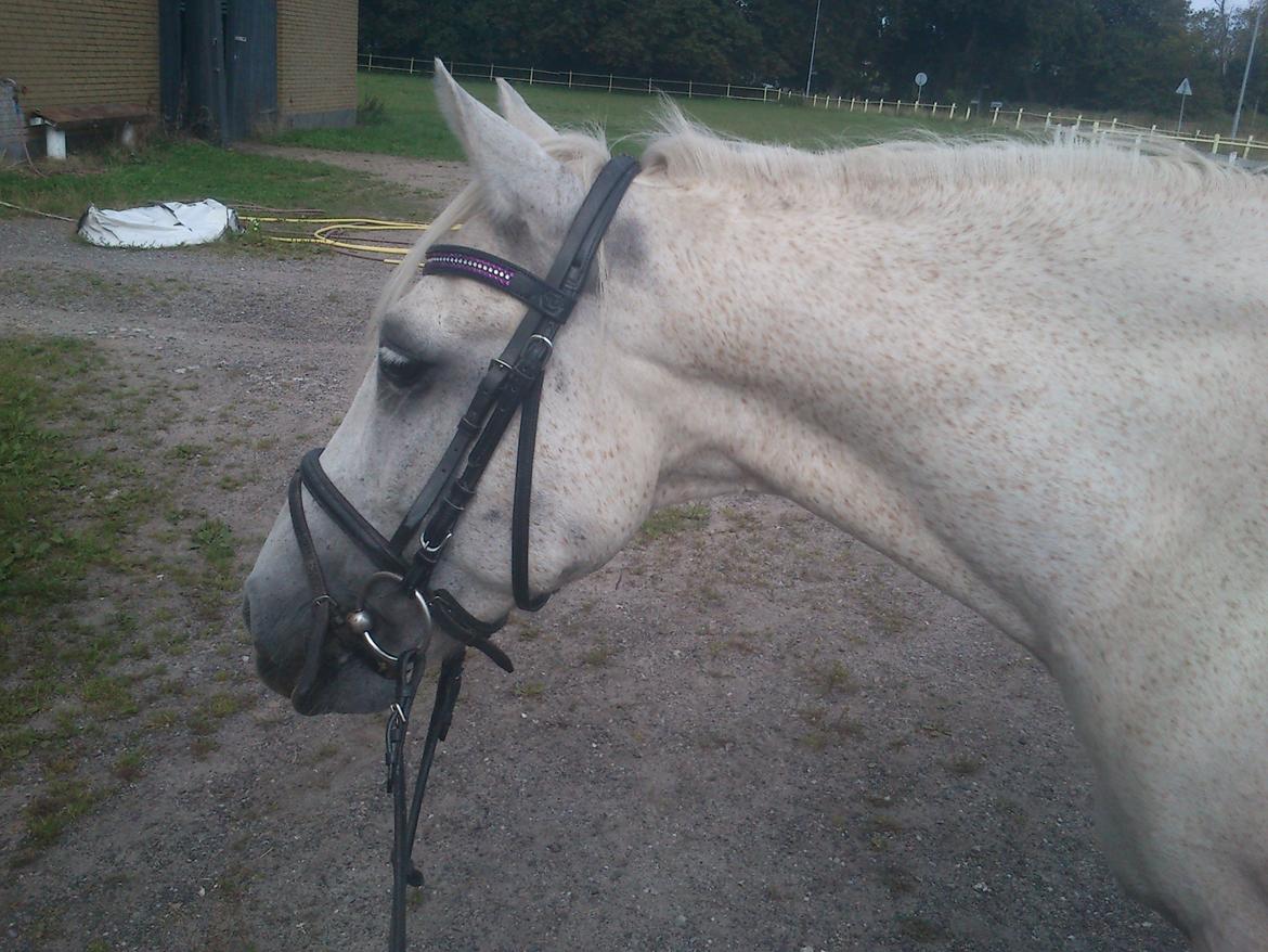 DSP Mascot-My soulmate<3 - Smukkeste Pony billede 10