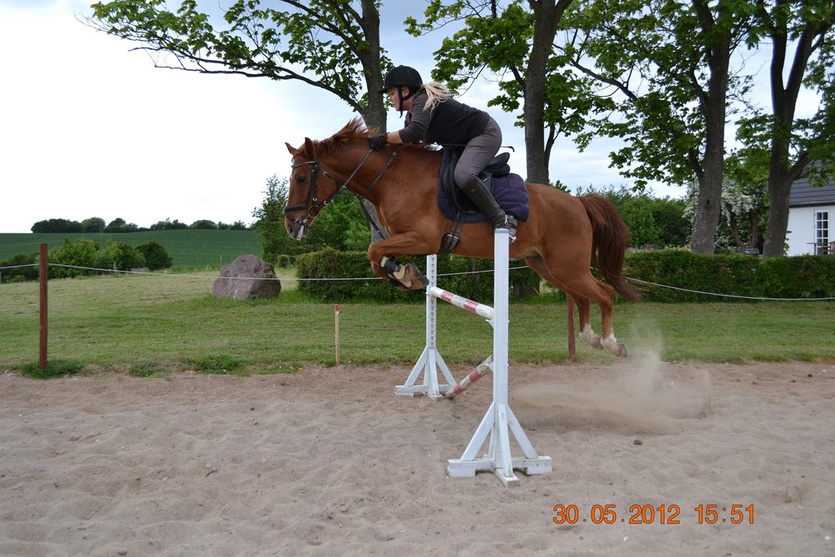 Anden særlig race Hercules billede 2