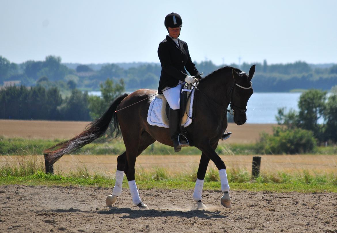 Anden særlig race Bakkegårdens Asterix - The horse you get off is not the same as the horse you got on. It is your job as a rider to ensure that as often as possible; the change is for the better. billede 13