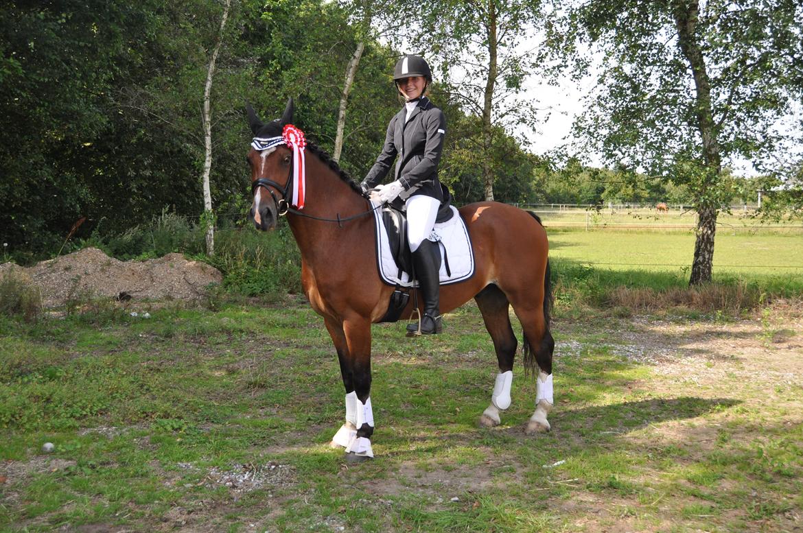 Welsh Cob (sec D) Lindbergs Milton B-PONY billede 25