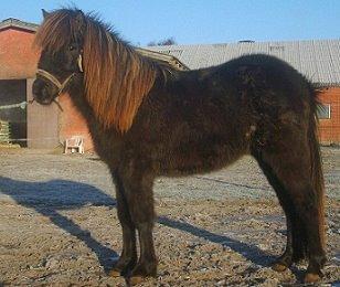 Islænder Vólva Fra Jotunheim billede 3