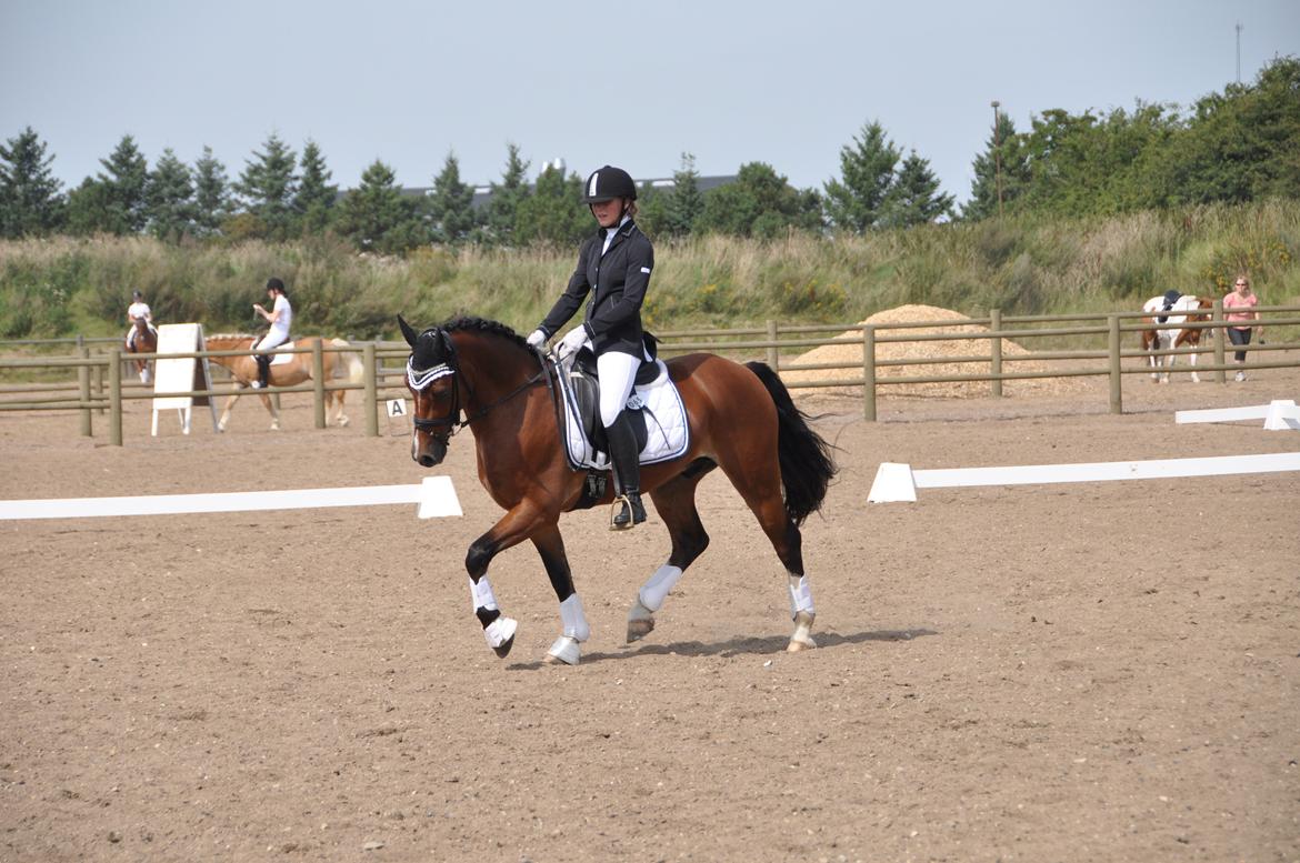 Welsh Cob (sec D) Lindbergs Milton B-PONY billede 26