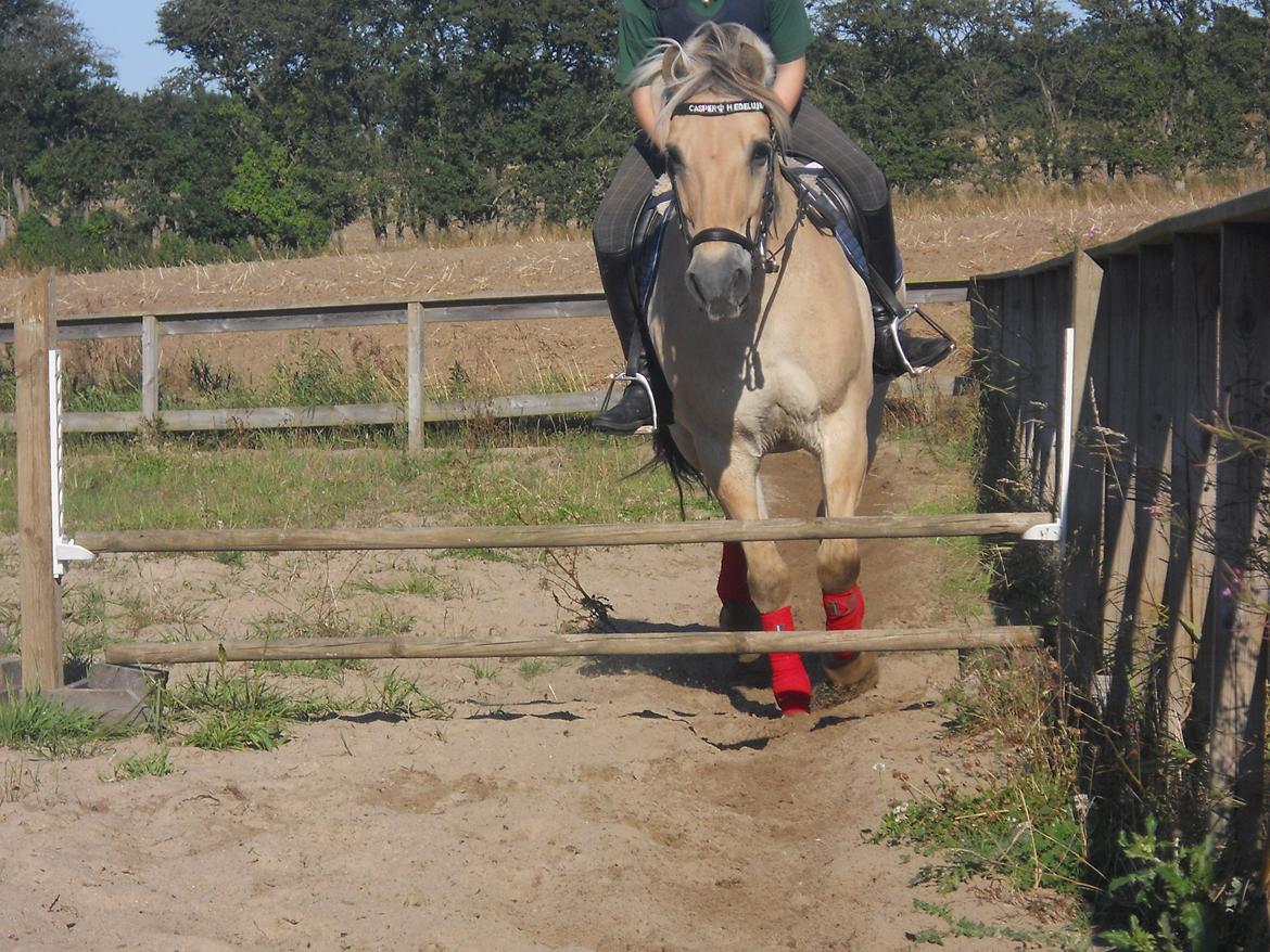 Fjordhest Casper Hedelund - Vores første spring undervisning! :) billede 8