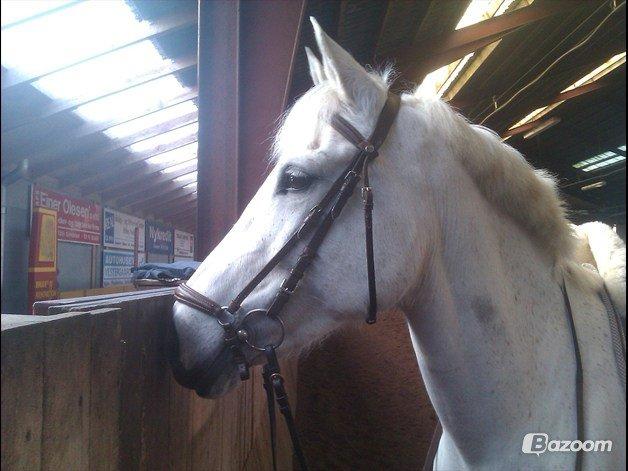 Anden særlig race Stella *solgt:,(<3* - min muus<3 billede 10