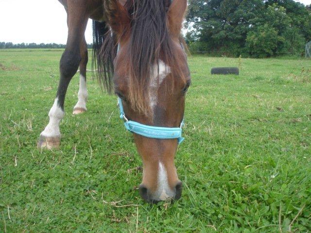 Anden særlig race Bahia billede 13