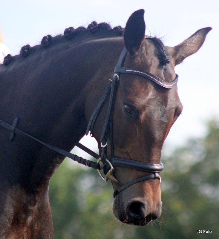 Trakehner Atlina - Foto: Gøtterup's foto
Billederne må ikke bruges uden tilladelse. billede 11