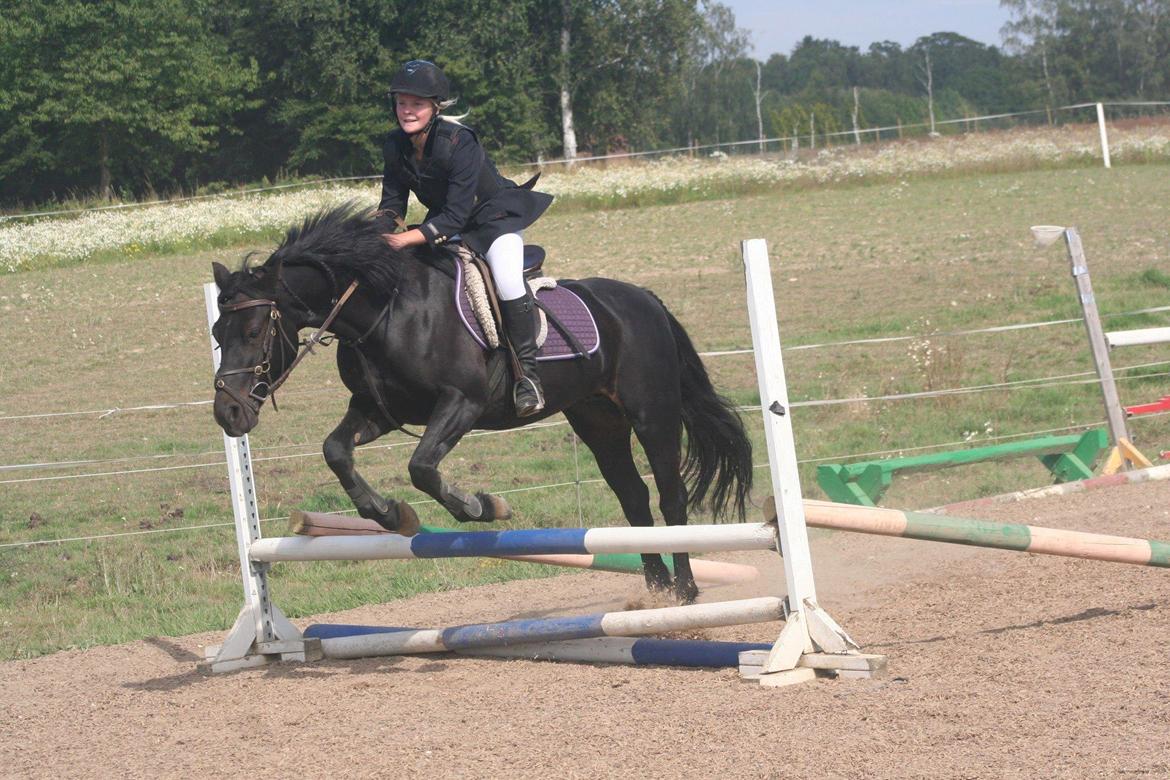 Connemara Jasmin - Sponsorspringstævne:-D
Taget af: Jesper. billede 16