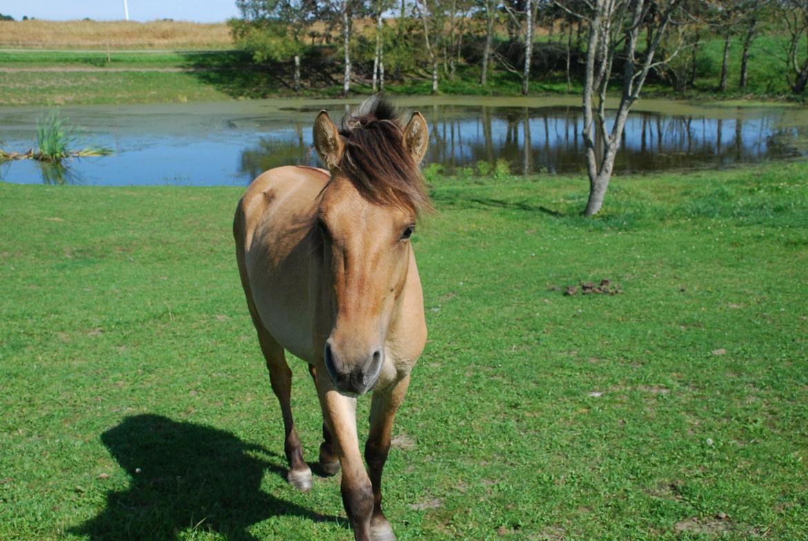 Anden særlig race Lucky [Udlånt] - August 2012 billede 11