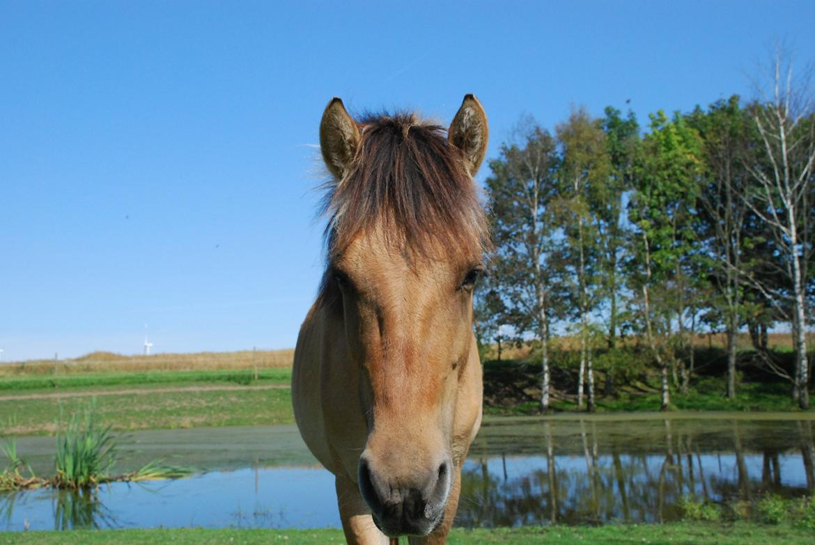 Anden særlig race Lucky [Udlånt] - August 2012 billede 12