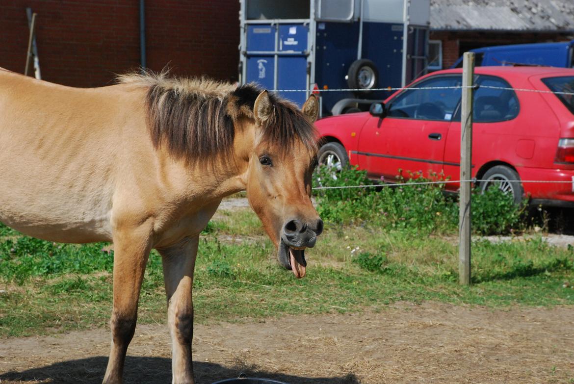 Anden særlig race Lucky [Udlånt] - August 2012 billede 13