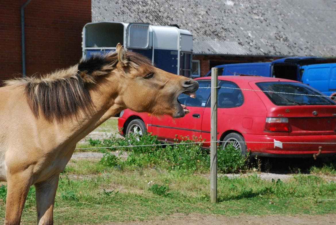 Anden særlig race Lucky [Udlånt] - August 2012 billede 14