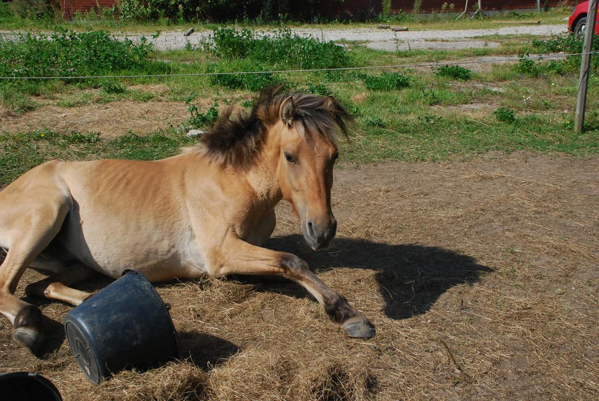 Anden særlig race Lucky [Udlånt] - August 2012 billede 15