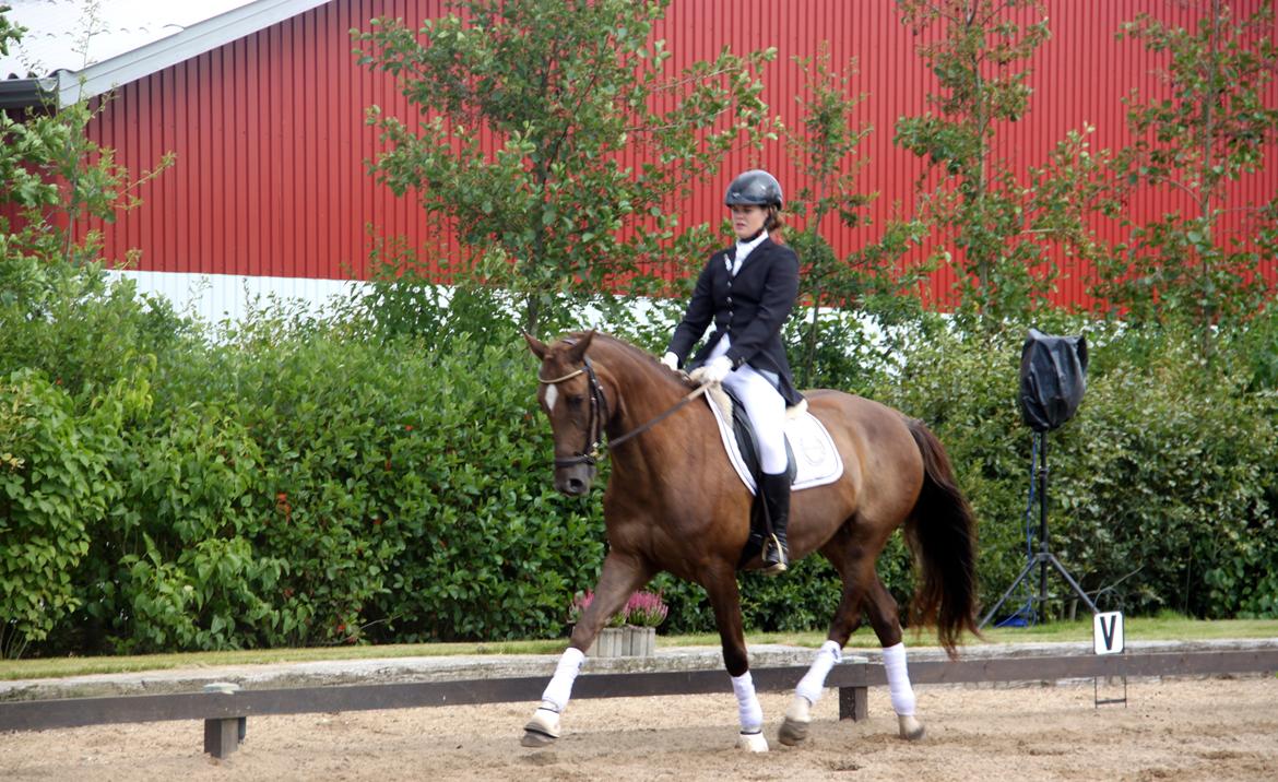 Dansk Varmblod Samantha billede 9