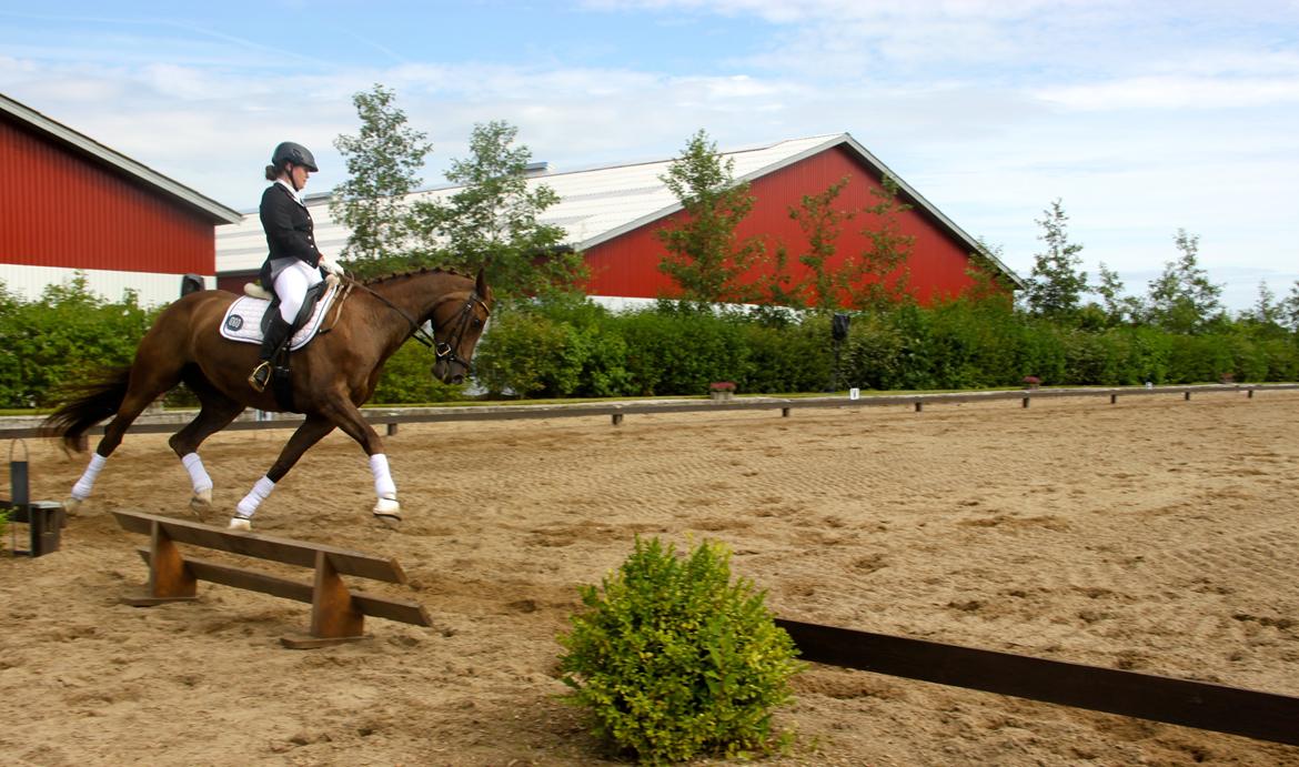 Dansk Varmblod Samantha billede 6