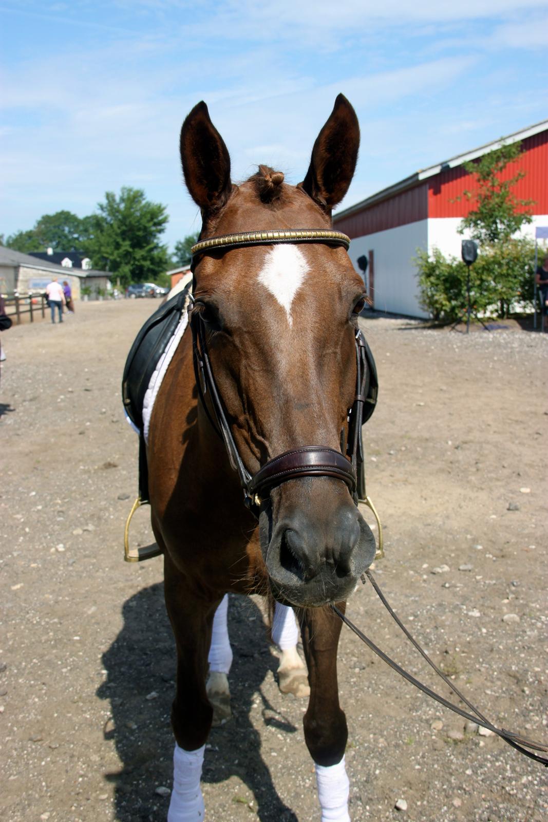 Dansk Varmblod Samantha billede 11