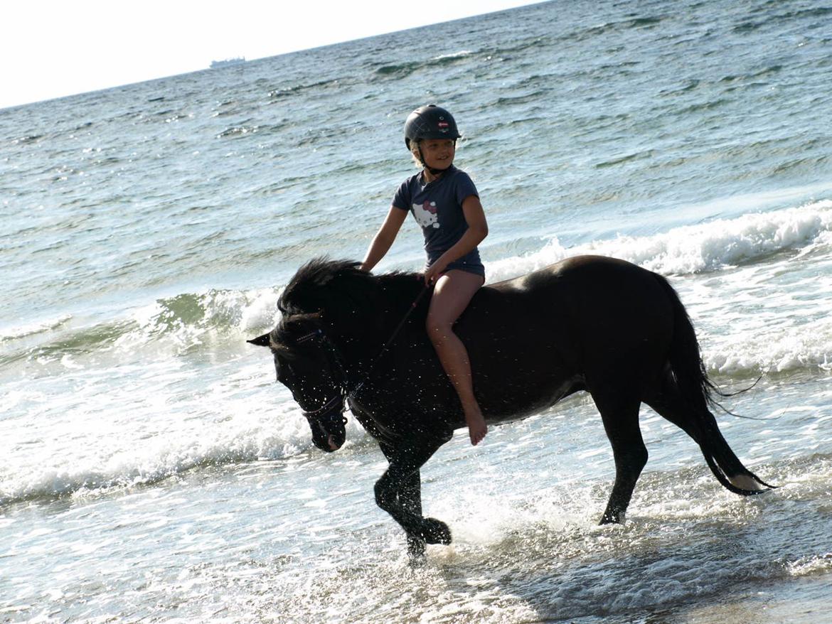 Welsh Pony af Cob-type (sec C) Little luke (The best<3) - dejlige strand og dejlige pony<3<3<3 billede 14